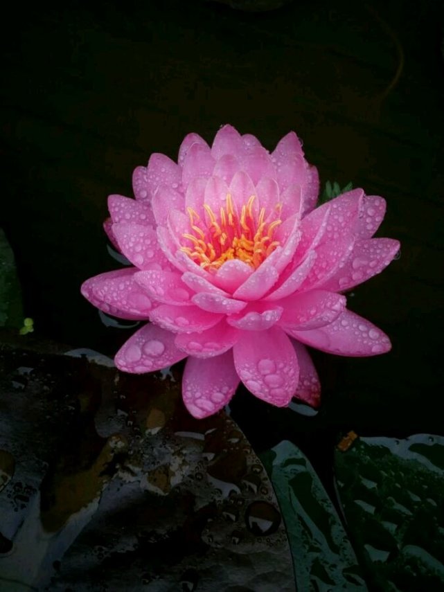 睡莲界的"仙女"—粉牡丹,花朵又美又香,丰花勤花,花盆