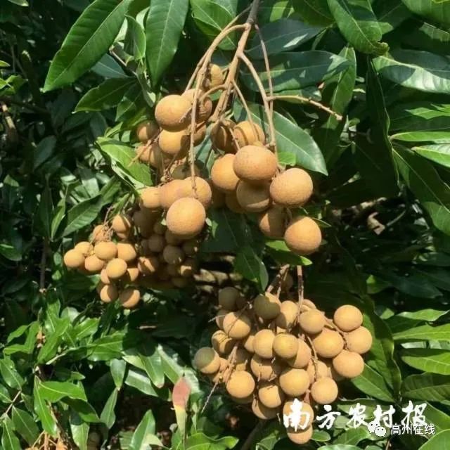 高州龙眼接荔上市!7月中旬将迎出货高峰!