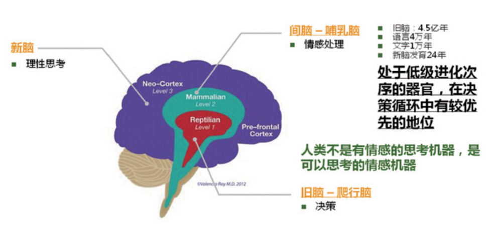 爬虫脑往上一层,是我们的第二层大脑,也就是"情绪脑,也叫"哺乳脑.