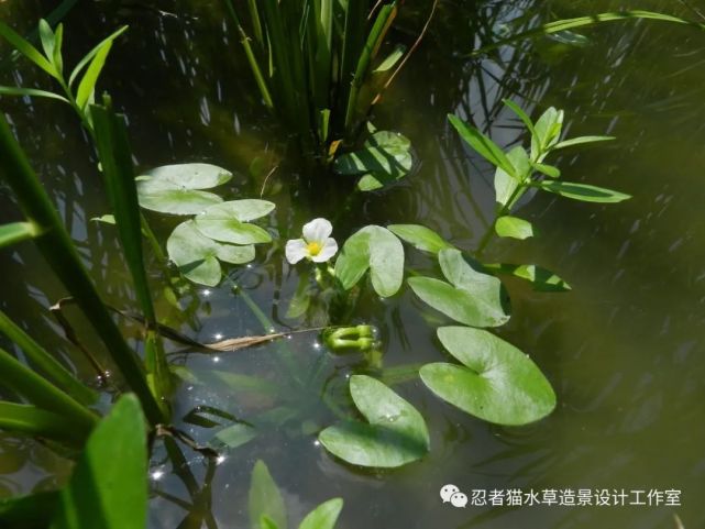 水草的原生态(海量图片)
