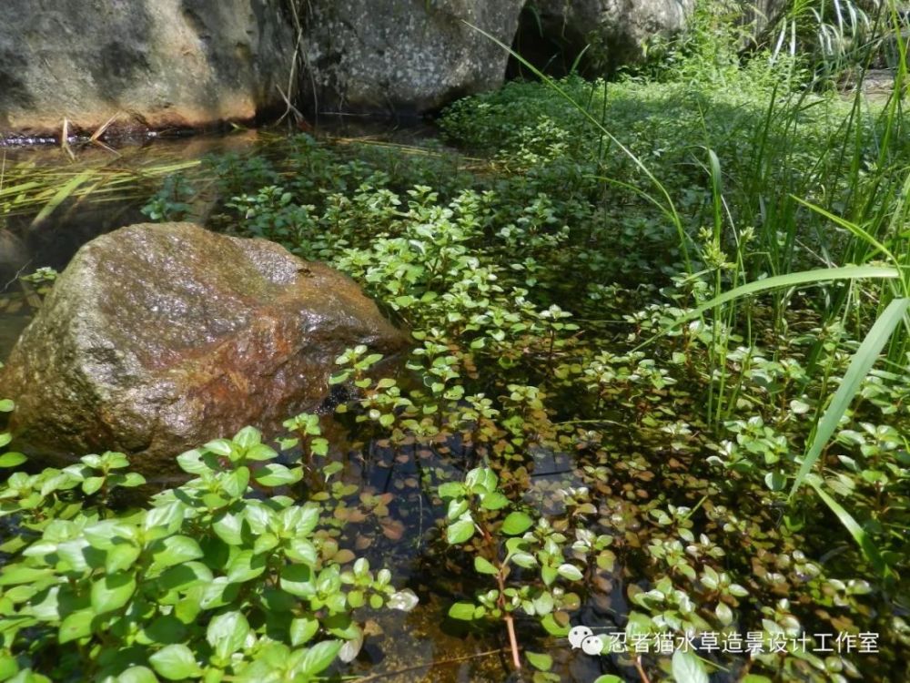 水草的原生态(海量图片)