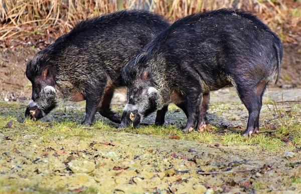 日本福岛出现了一种新的放射性杂交野猪