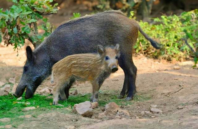 日本福岛出现不明生物,几头野猪横穿马路,15万人转移!