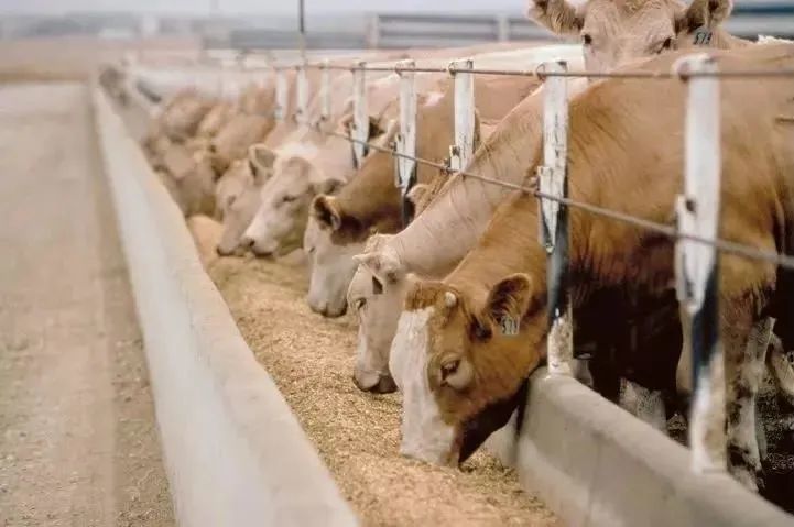 牛牛搭怎么样_勇敢牛牛不怕困难