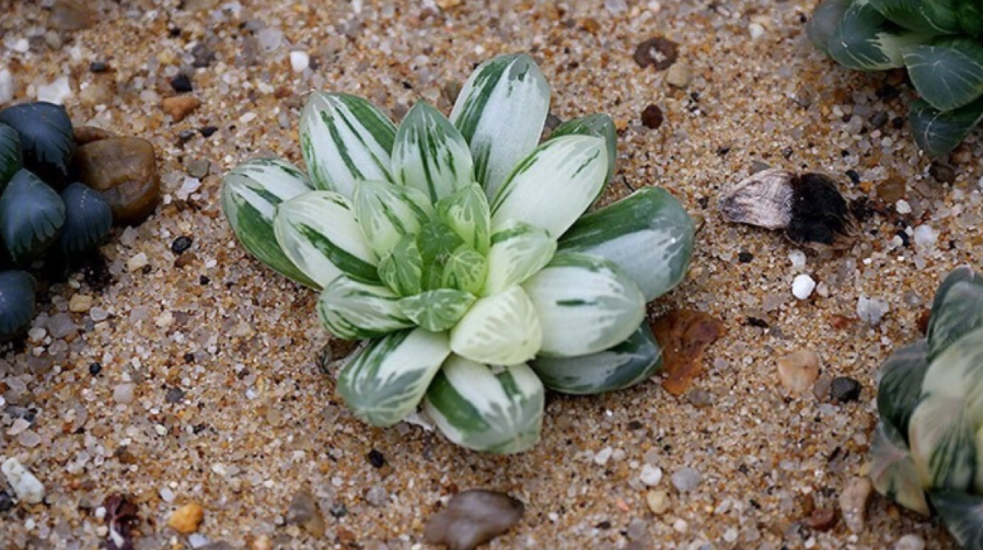 养多肉植物玉露,天一热叶子就不透亮,当趁早套个它