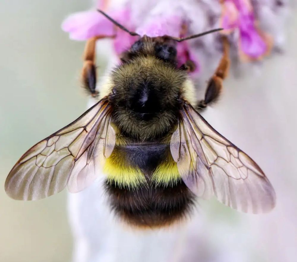 【科技驿站】温室种植户使用熊蜂授粉时需要注意哪些因素?