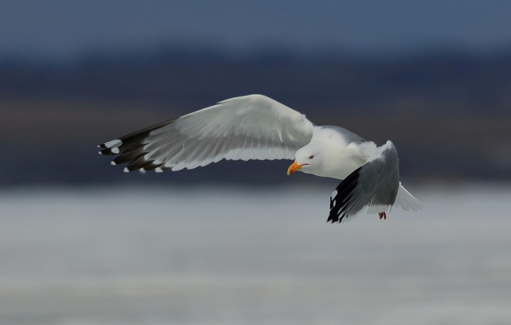 为什么人类不模仿鸟儿,制造可以扇动翅膀的飞机?