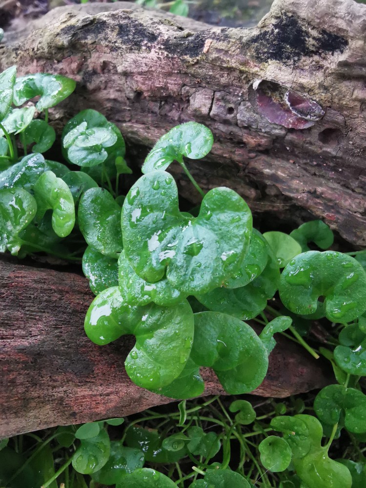 身边的中草药——马蹄金