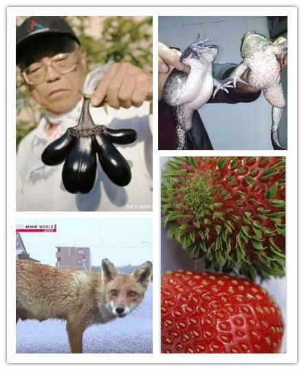 野猪的遗传变异反映了日本中部核污染普遍的事实.