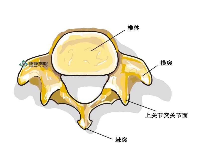 疼痛解剖学|腰椎的功能解剖