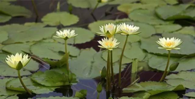 ▼ 黄花香水莲