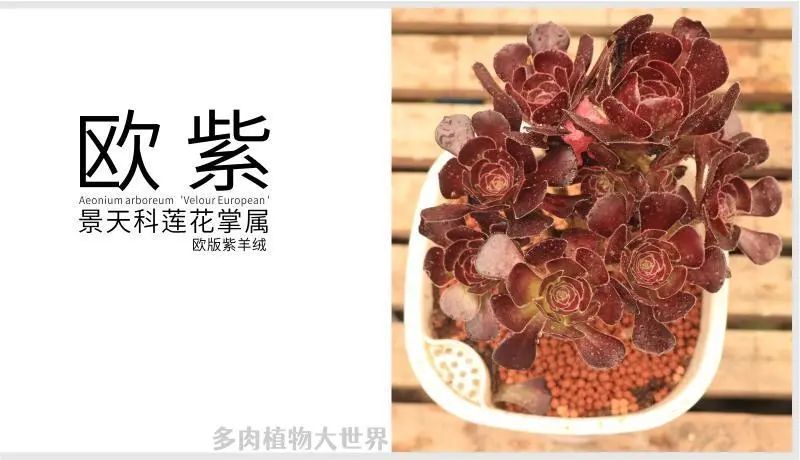 "欧紫"景天科莲花掌属多肉植物,法师系列品种