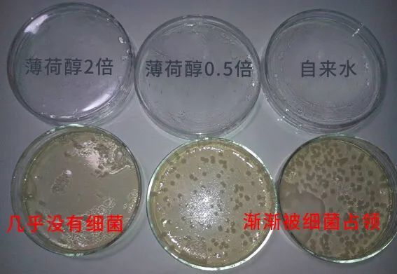 不留遗憾感谢粉丝一直以来的支持现福利大放送【罗伊氏乳杆菌凝胶糖果