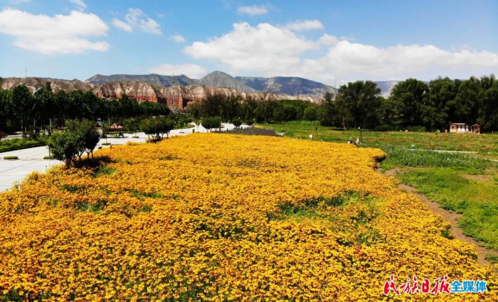来刘家峡的"普罗旺斯",邂逅最美的马鞭草花海