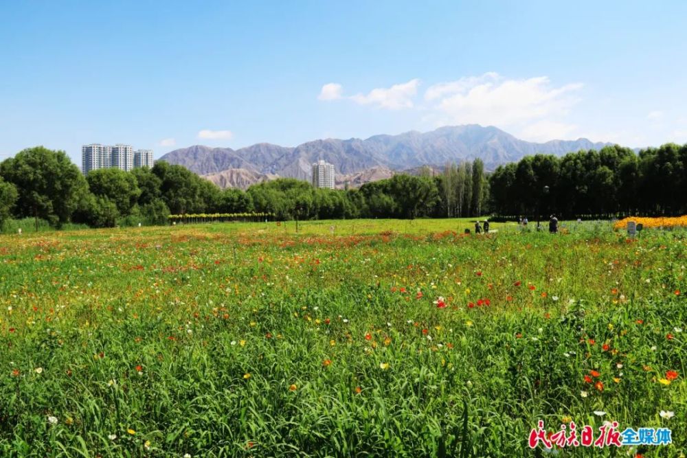 来刘家峡的"普罗旺斯",邂逅最美的马鞭草花海