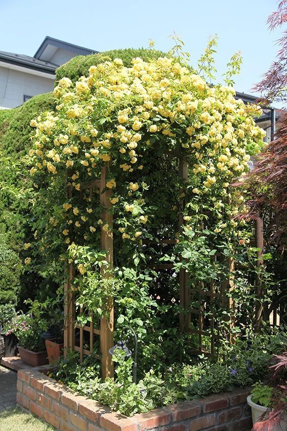 木香花南北地区都可以养开花这三个地方不适合种