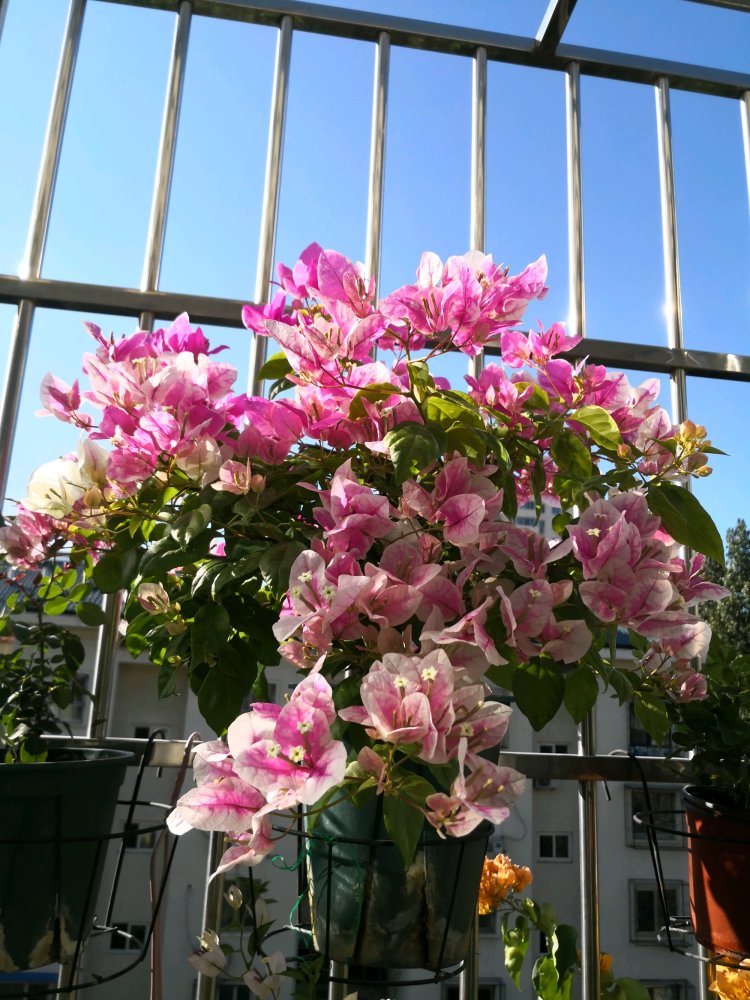 在开花能力方面,红缨在三角梅家族里,绝对是"首屈一指"的,其中广红樱