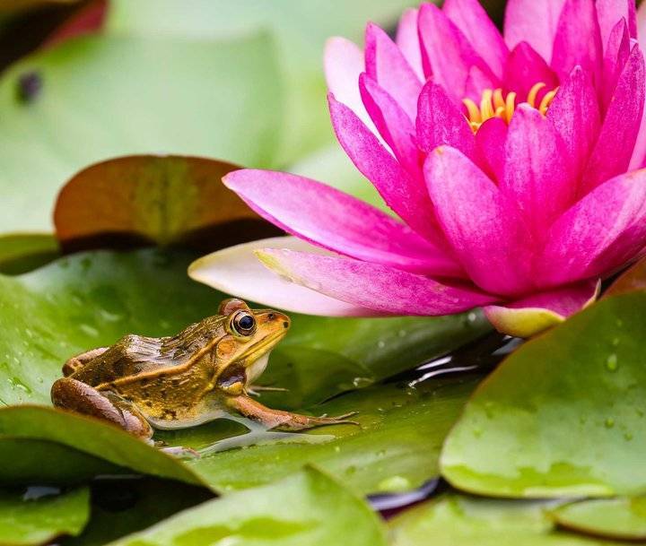 大明湖的青蛙为什么不叫?安静的青蛙守着绽放的莲花