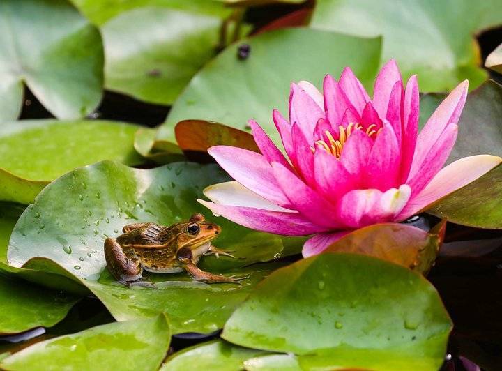 大明湖的青蛙为什么不叫?安静的青蛙守着绽放的莲花