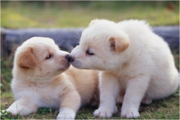 属狗的人你的喜事来了!7月你将撞大运,发横财现在接财