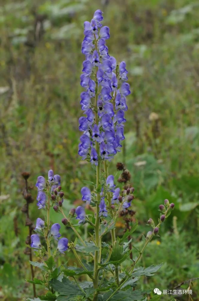 stapf ) 丽江乌头(学名:aconitum forrestii stapf),是双子叶植物纲