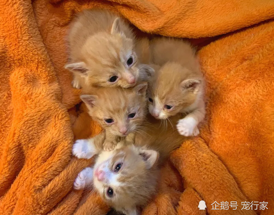 4只小猫被发现时,猫妈妈已无身影,饥饿与疾病会把它带