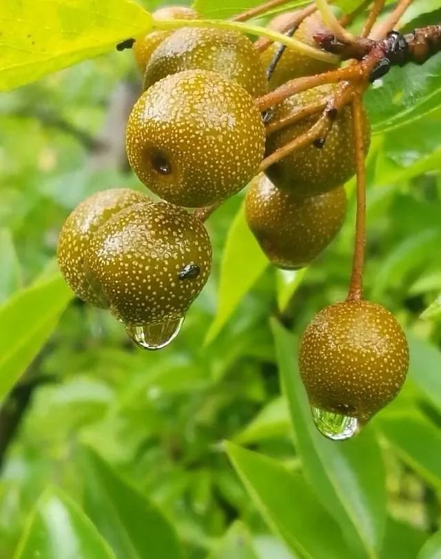 有哪些植物是可以用来泡酒的?盘点43种农村老师傅常用的浸酒食材