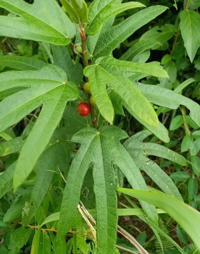 在豆科,菊科或蒺藜科的植物上,多见于山坡,灌木丛或向阳和藤蔓植物上