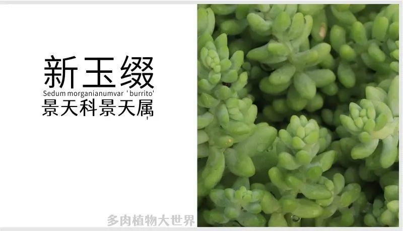 "新玉缀"景天科景天属多肉植物,小型种,垂吊类植物