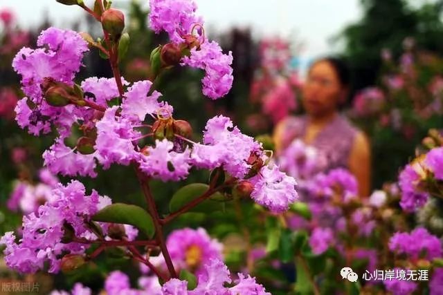 谁知道湖北省襄阳市的市花是什么植物?