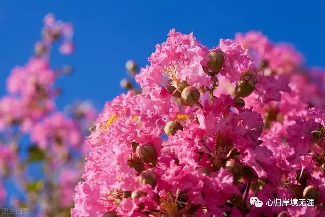 谁知道湖北省襄阳市的市花是什么植物?