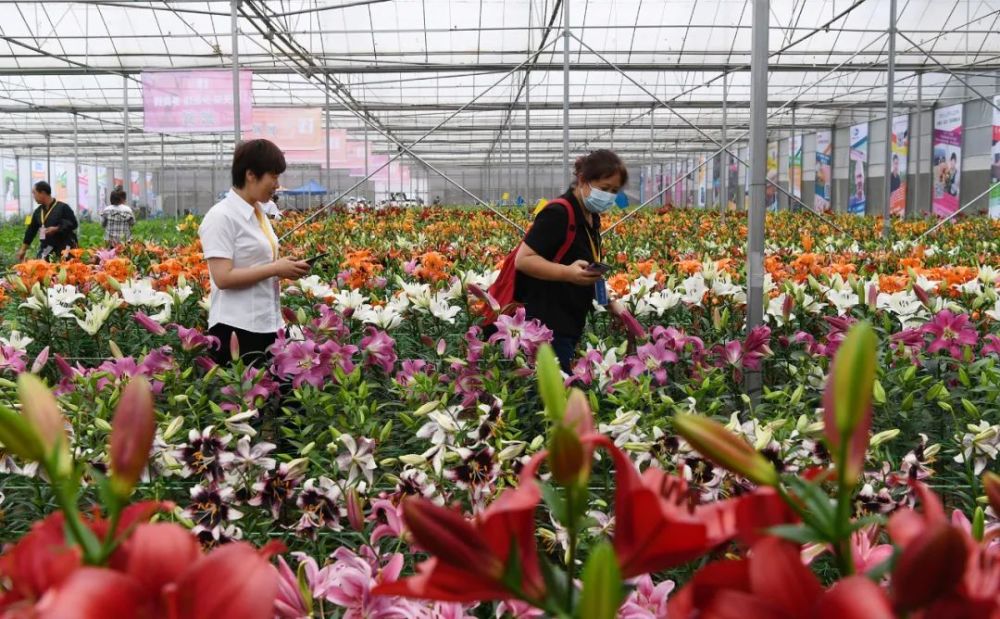 第三届中国凌源百合节盛大开幕