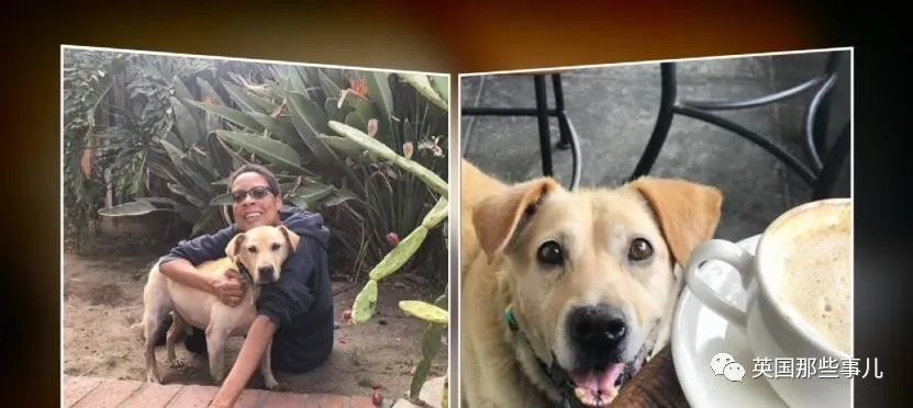 homelessanimals,homelessperson com/news/local/labrador-homeless-dog-rescued/1002