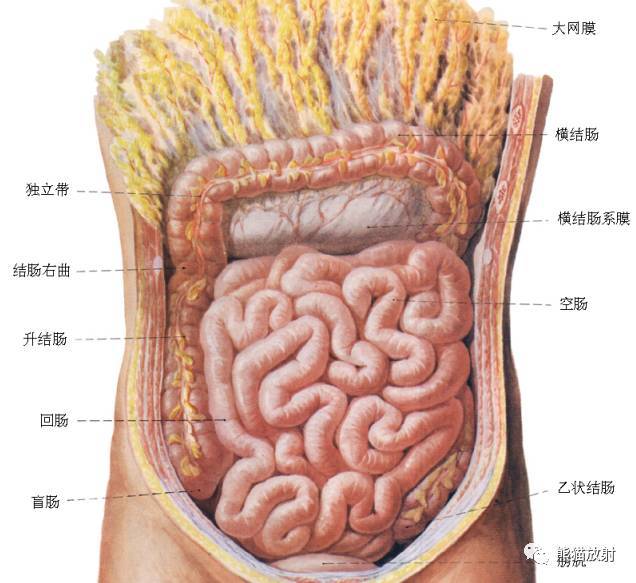 详细的消化道造影彩色解剖图