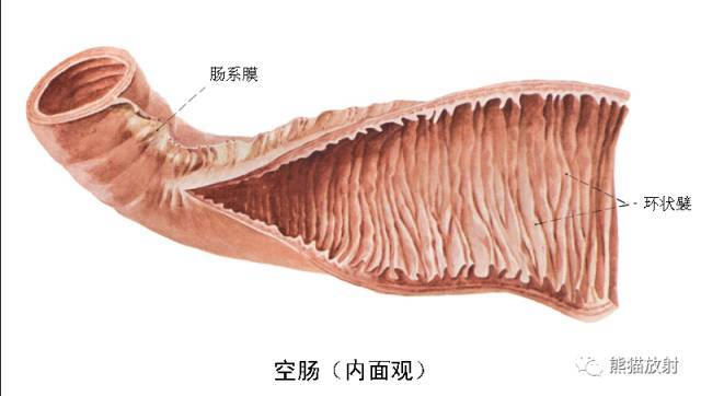 fold 直肠横襞,5 femoral head 股骨头,6 rectal ampulla 直肠壶腹部