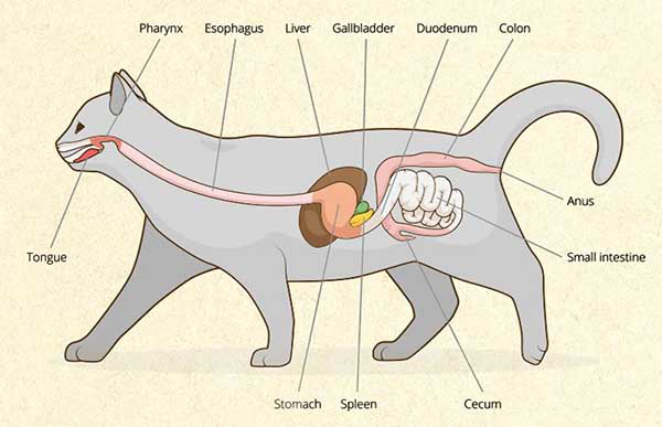 葆喻:惊慌!我家猫咪怎么又双叒叕吐了?