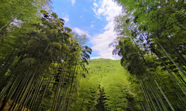 竹海觅清凉,光影话江湖|中国大竹海|竹林|修竹|卧虎藏龙