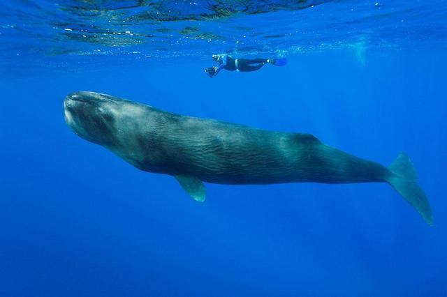 抹香鲸号称"深海之王"潜水能力极强的动物!