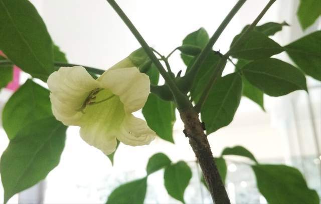 幸福树不开花,还总爱黄叶"脱发",你是中了哪一条?