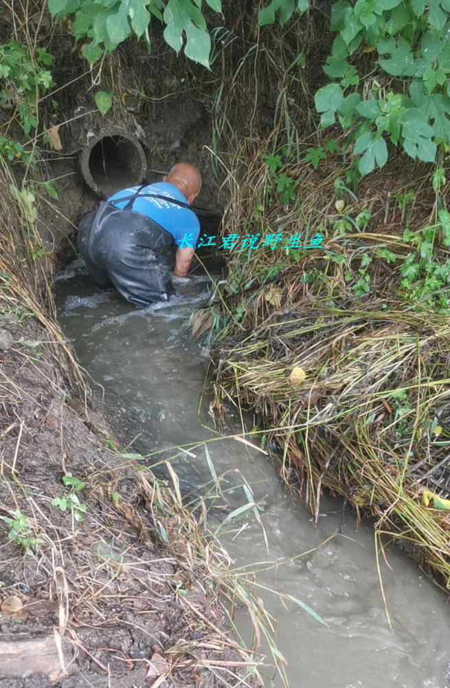江苏泰州,大雨后小水沟里野鱼泛滥,小伙:半天抓了十几