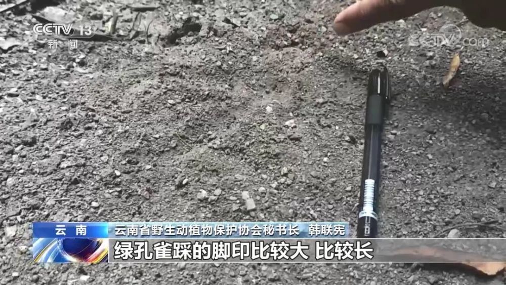 寻踪绿孔雀,我国仅存五六百只!