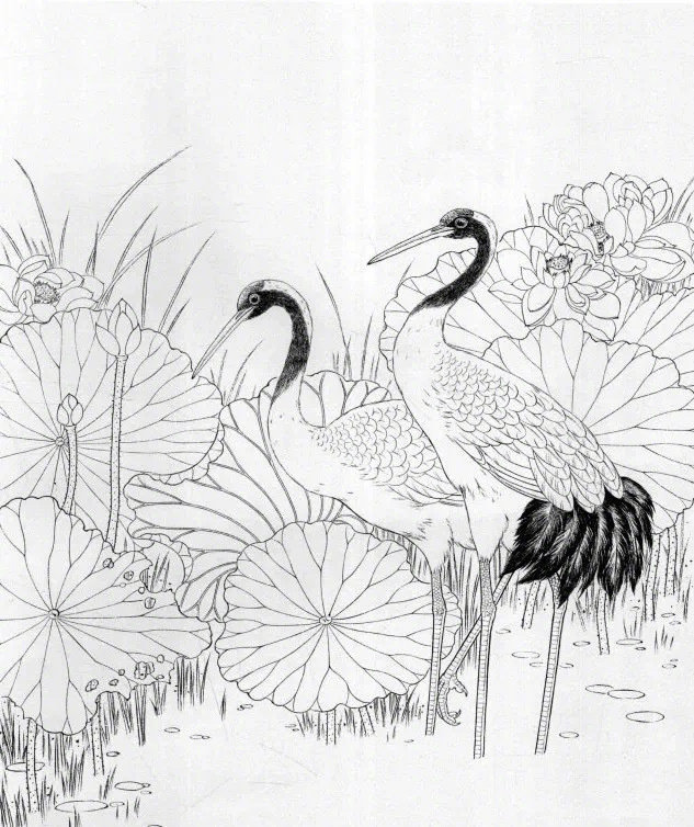 下面是常见9幅鹤的白描线稿,非常适合喜欢画白描的同学拓画临摹,全部
