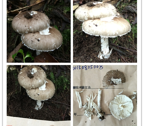 菌盖乌黑色,顶部较深;直径10cm,左右;菌褶,菌柄呈白色,有菌环和菌托