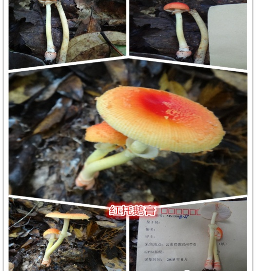 假褐云斑鹅膏菌:形似"青鸡枞,长10～15cm;菌盖乌黑色,顶部较深;直径