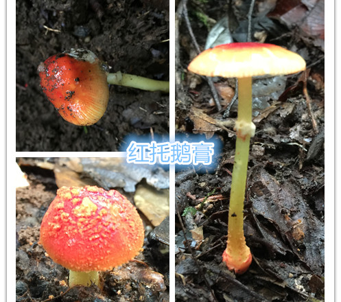 (2)姜黄鹅膏:生长于杂木林中;菌盖橙黄色,附有黄色颗粒;菌褶白色束状