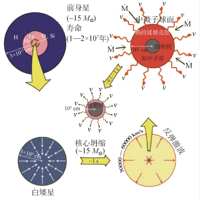 中子星研究的过往今来