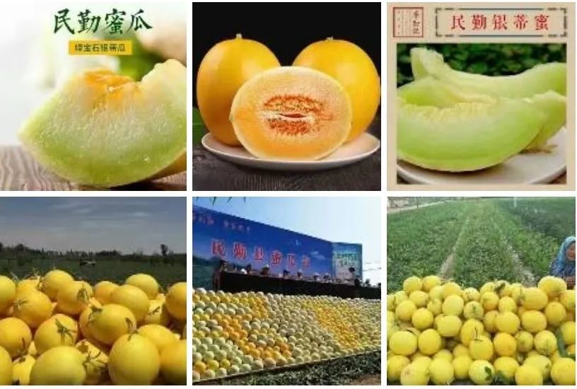 天之然:"中国蜜瓜之乡"——民勤欢迎您!
