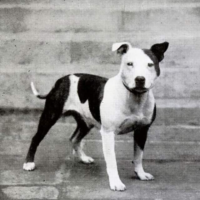 寻根问祖系列(87):斯塔福郡斗牛梗(staffordshire bull terrier)