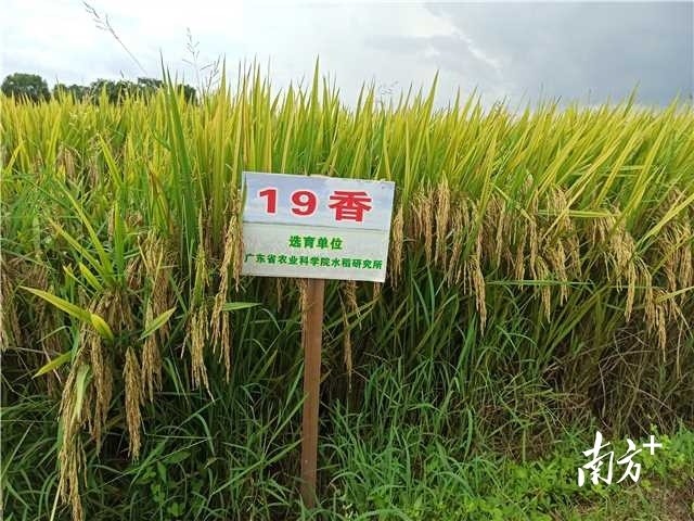 产量高省人工!惠城区水稻良种良法示范区建设成效突显