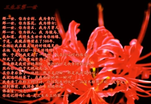 彼岸花～曼珠沙华
